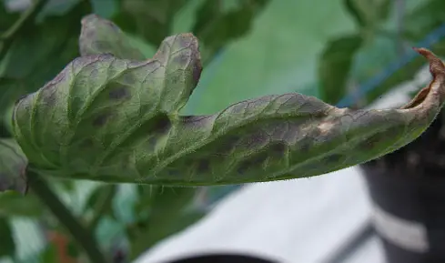 Carenza di fosforo su pomodoro da industria.