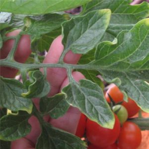 Carenza di potassio iniziale su pomodoro da industria.