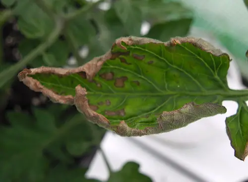Carenza di potassio grave su pomodoro da industria.