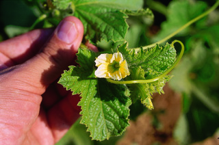 Fiore della coltura del melone