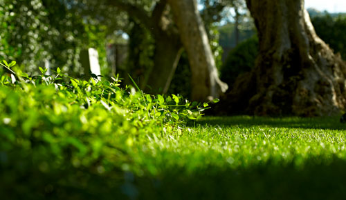 SMART Turf | Video Turf Tips