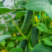Crop image