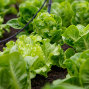 Crop image