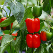 Crop image