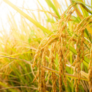 Crop image