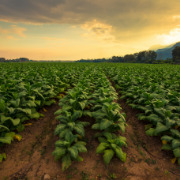 Crop image