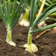 Crop image
