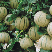 Crop image
