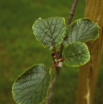 Sintomi-da-carenza-di-potassio-su-foglie-di-actinidia