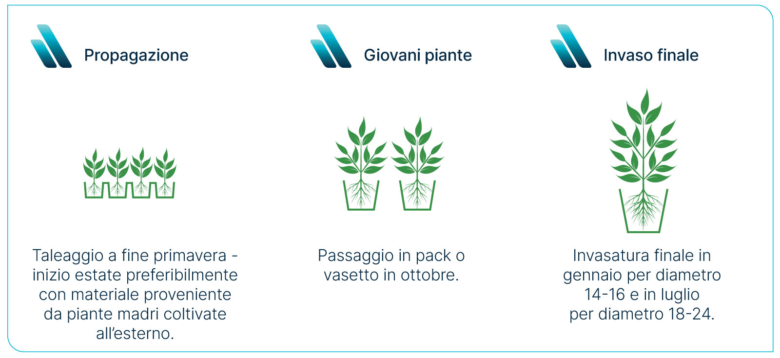Propagazione e invaso della Azalea japonica