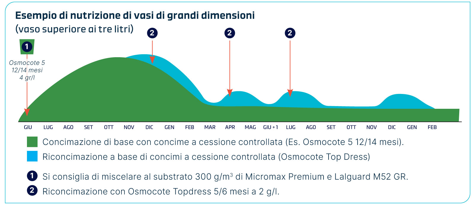 Grafico con esempio di nutrizione di vasi superiori ai tre litri per la Azalea japonica