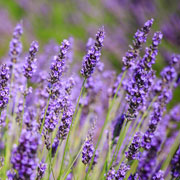 Lavandula spp.