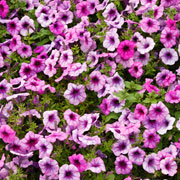 Petunia hybrida