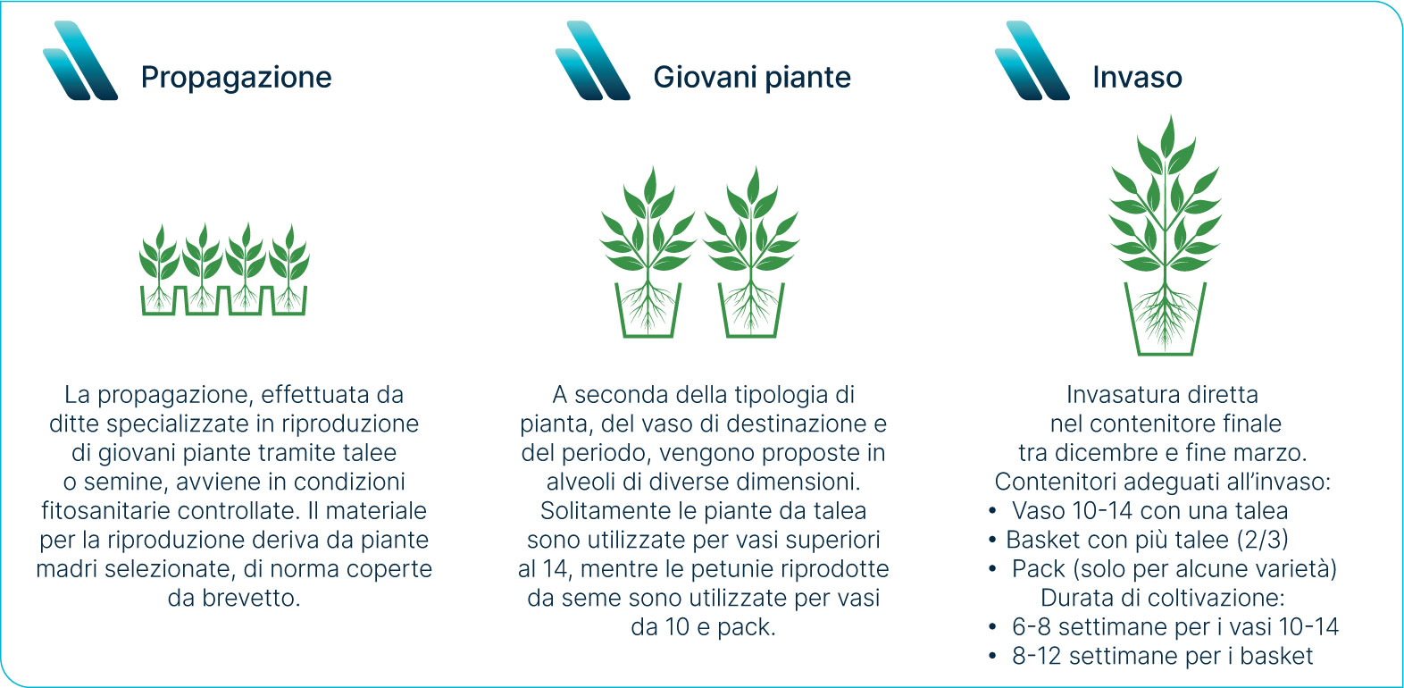 Propagazione e invaso della Petunia hybrida