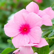 Catharanthus roseus