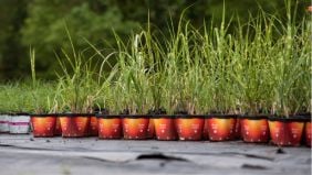 Evitare la resistenza agli agrofarmaci in florovivaismo