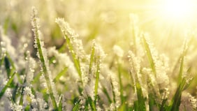 Utilizzo invernale degli agenti umettanti per tappeto erboso
