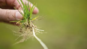 Quali sono le specie graminacee da prato e come riconoscerle