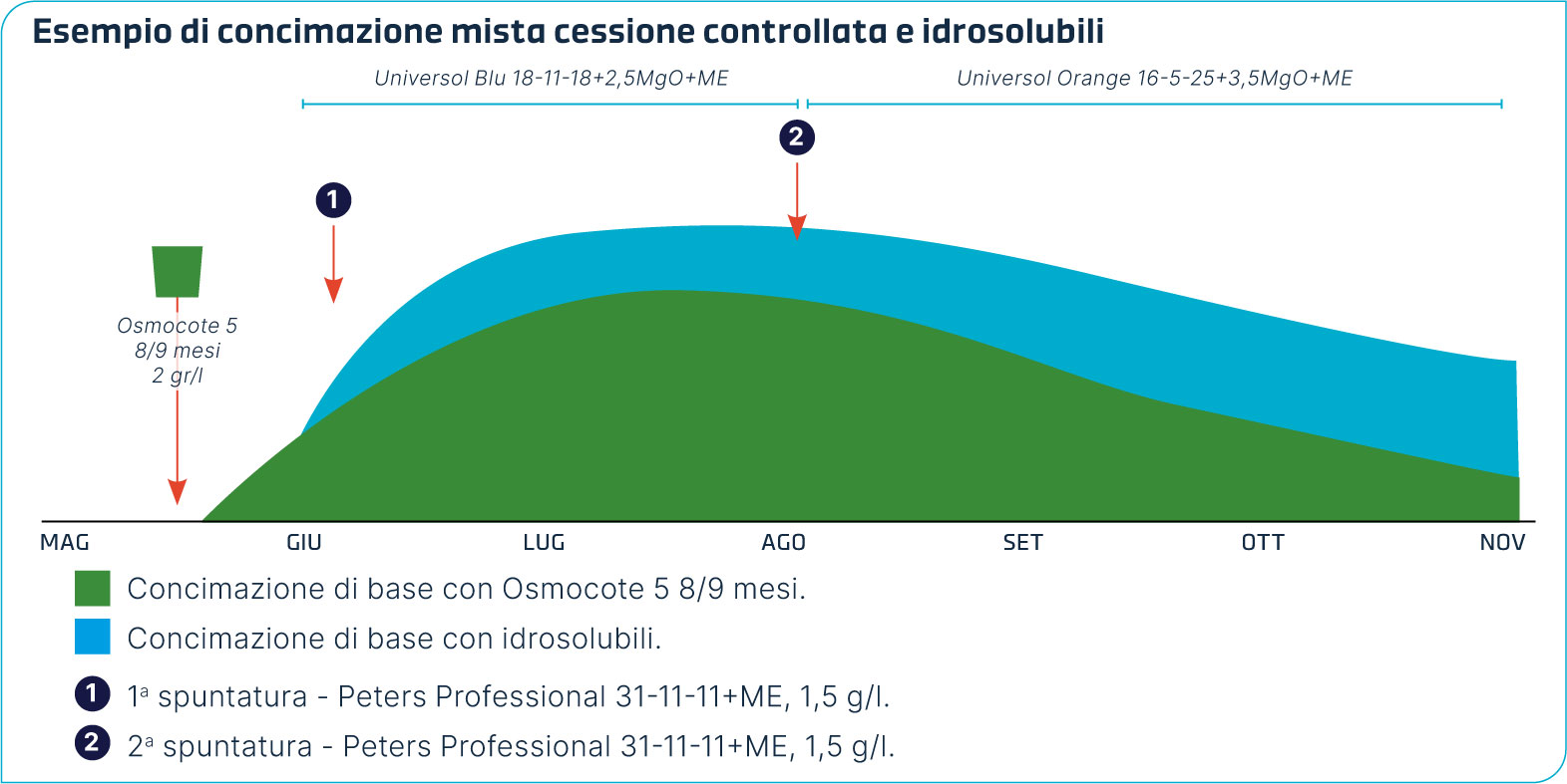 Grafico con esempio di concimazione mista, cessione controllata e idrosolubili del Chrysanthemum