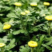 Chrysanthemum