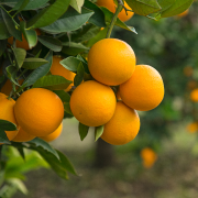 Crop image