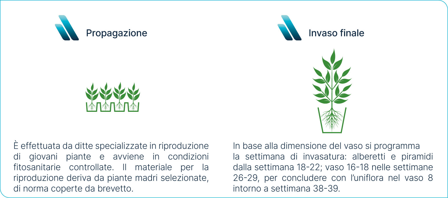 Propagazione e invaso di Poinsettia
