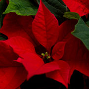 Poinsettia