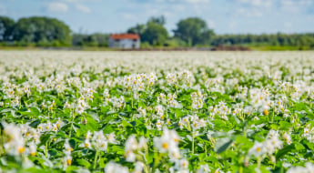 Prepariamoci all’ottimale nutrizione potassica!