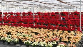 Analisi dei costi di produzione per una floricoltura profittevole