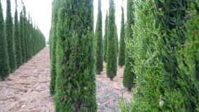 Come piantare e mantenere le alberature: consigli pratici