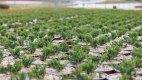 Il ruolo di fotosintesi e respirazione su efficienza e assorbimento dei nutrienti