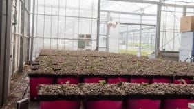 Torba per piante ornamentali in florovivaismo: proprietà e utilizzo