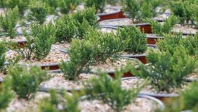 Consigli per irrigazione e nutrizione di piante coltivate con substrati senza torba