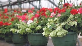 Guida all’azoto per piante nelle produzioni florovivaistiche
