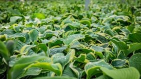 Concimazione delle piante e loro fabbisogno idrico