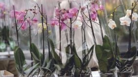 Come coltivare e curare orchidee perfette anche in casa