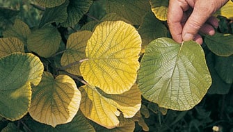 Come riconoscere le carenze nutrizionali delle piante e come intervenire