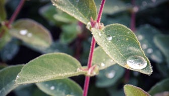 I danni causati dai depositi di calcare in floricoltura