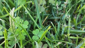 Come diserbare il giardino infestato da erbacce e usare bene gli erbicidi