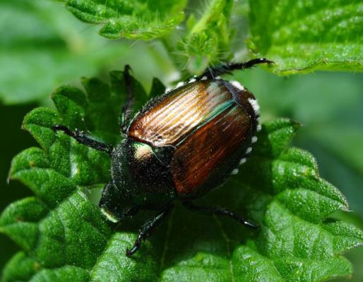 Popillia japonica