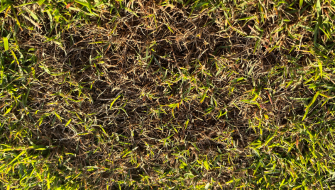 Rhizoctonia malattia del prato, detta anche Brown Patch