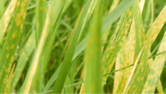 Puccinia – Ruggine, malattia fungina del prato: rimedi e cura