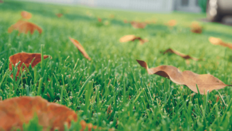 Il miglior fertilizzante per concimare il prato in autunno