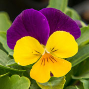 Viola del pensiero
