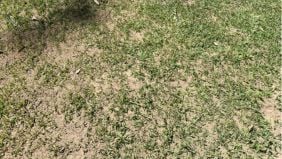 Come eseguire il topdressing sui tappeti erbosi 