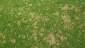 Clarideiia (Dollar Spot), malattia fungina del prato: rimedi e cura