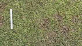 Rhizoctonia, malattia fungina del prato: rimedi e cura
