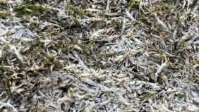Elmintosporiosi, macchie nere/scure del prato: rimedi e cura