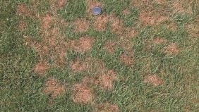 Pythium, malattia fungina del prato: rimedi e cura