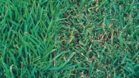 Pyricularia, malattia fungina del prato: rimedi e cura